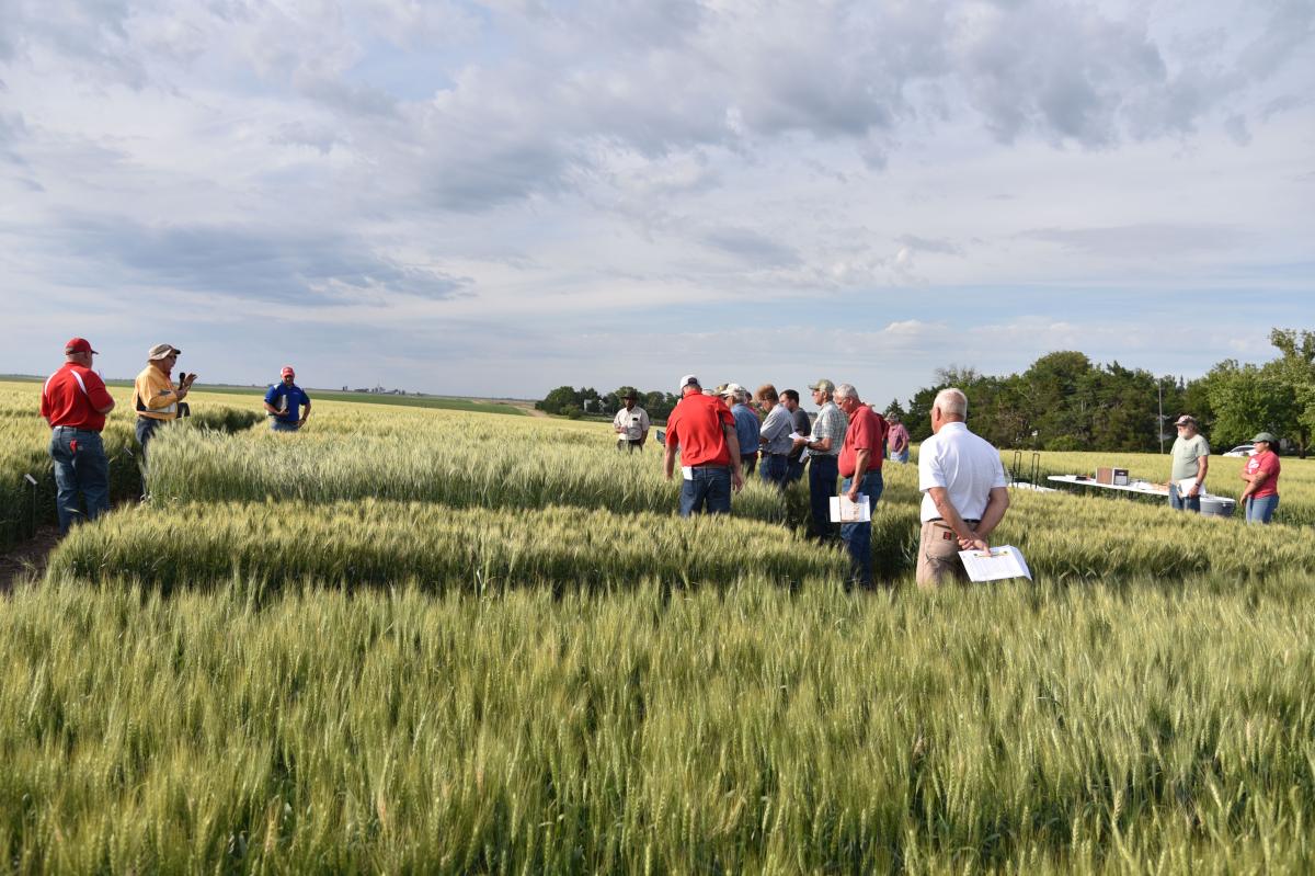 Figure 3. Nebraska small grains breeder P. Stephen Baenziger explains wheat variety characteristics to field day attendees in Jefferson County on June 13.