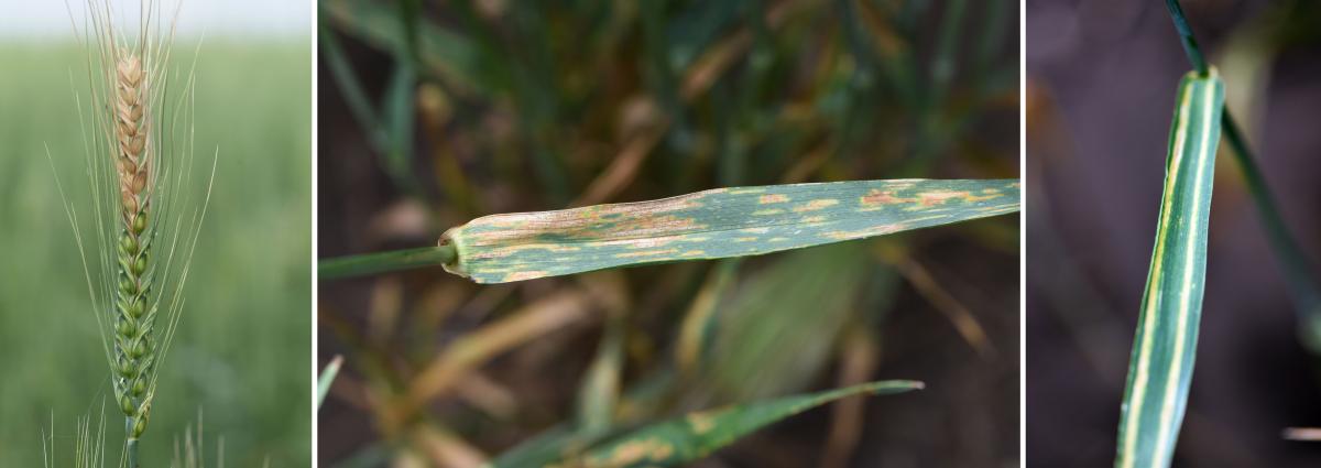Three photos of wheat with diseases, as described in the caption
