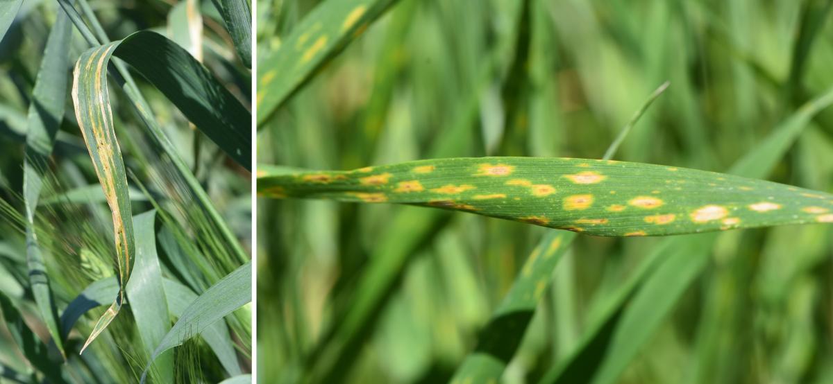 Two photos of wheat diseases in the field, as identified in the caption