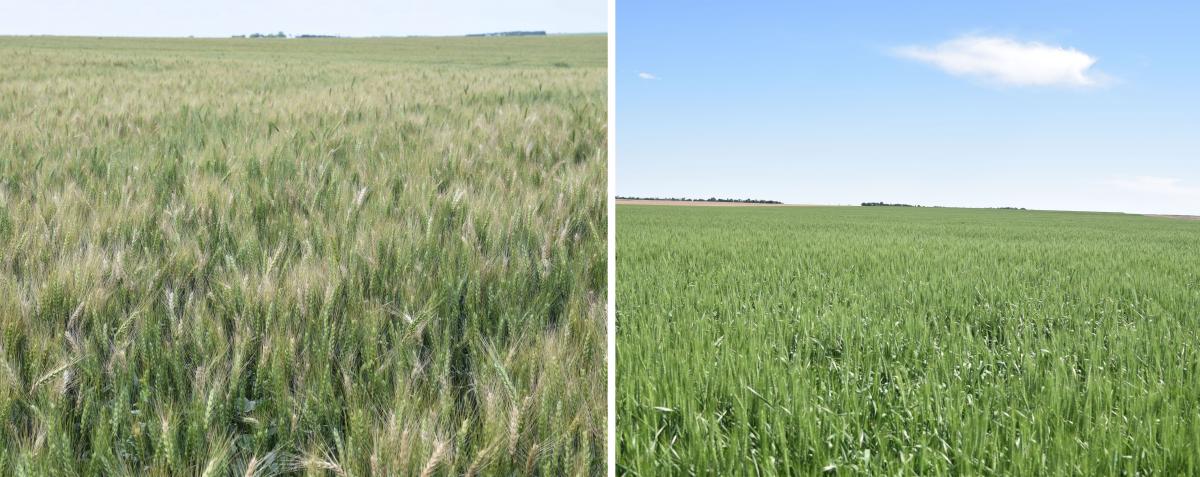 Two wheat fields, one with fusarium head blight, one healthy