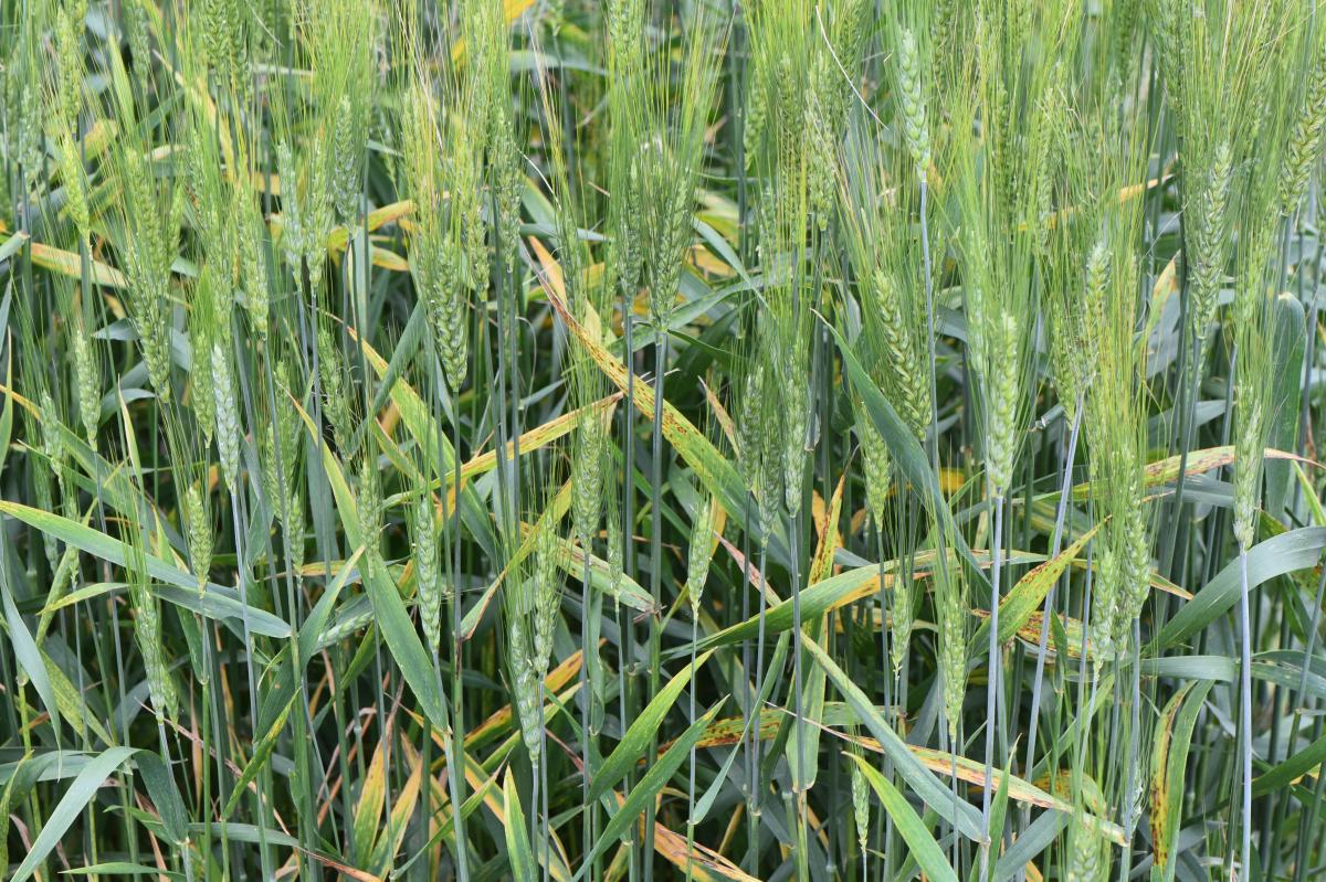 Barley yellow dwarf in wheat
