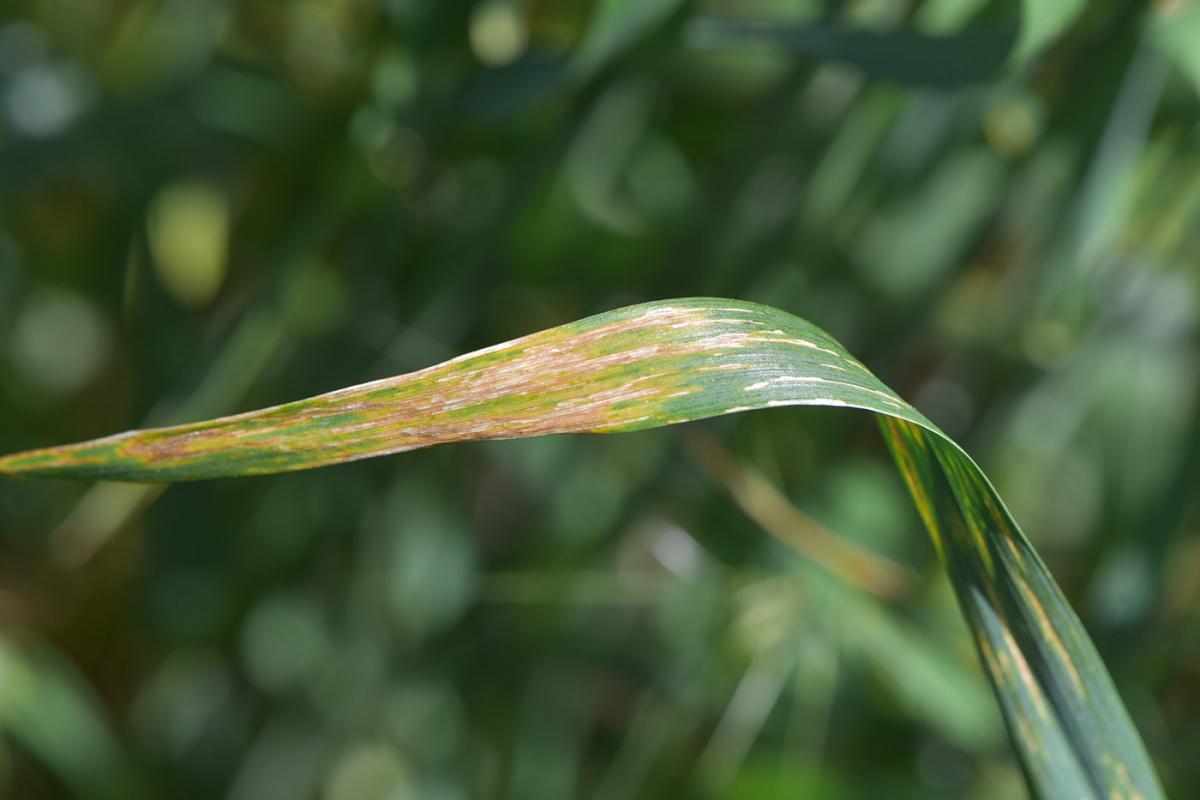 Bacterial streak on a wheat leaf