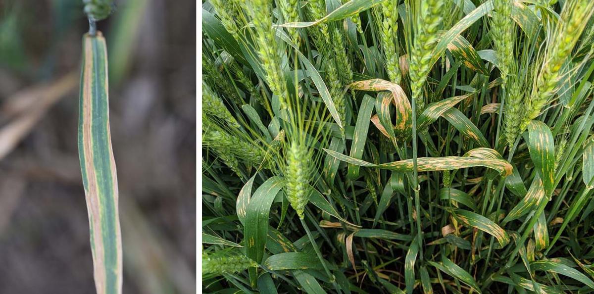 Cephalosporium stripe and bacterial streak in wheat