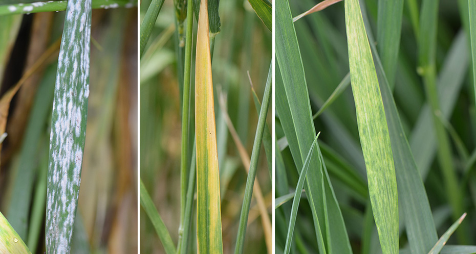 Wheat leaves with powdery milew, barley yellow dwarf virus, and wheat streak mosaic or wheat soilborne mosaic virus