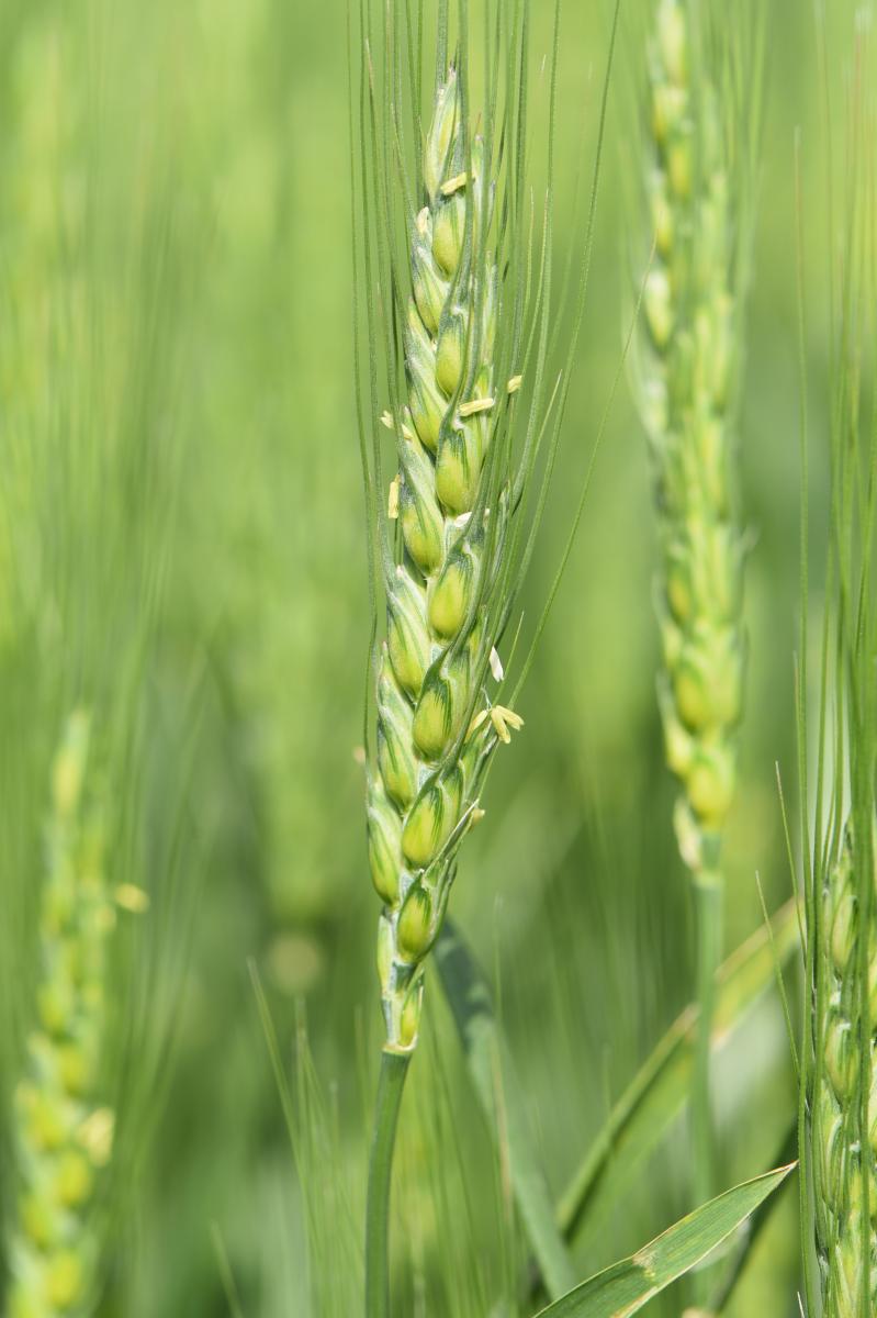 Flowering head of wheat