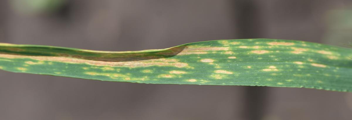 Fungal leaf spots on a flag leaf of wheat near Lincoln May 23.