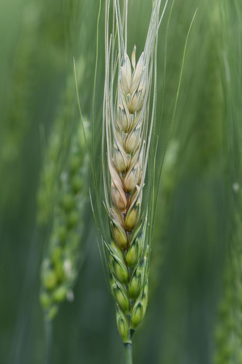 Wheat head infected with Fusarium head blight