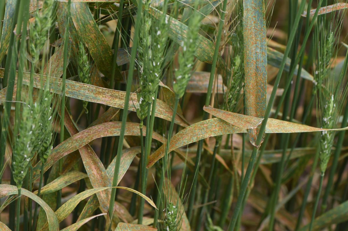 Severe leaf rust in wheat
