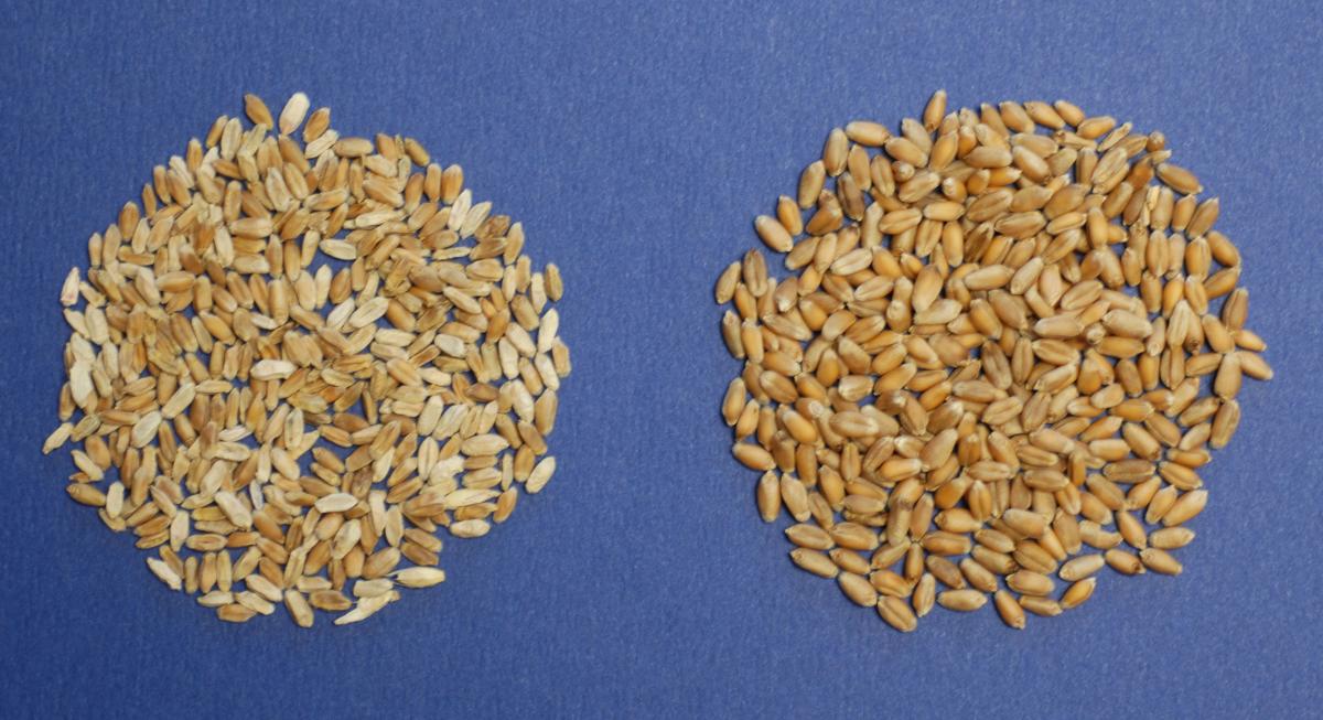Wheat kernels that are scabby (left) and healthy