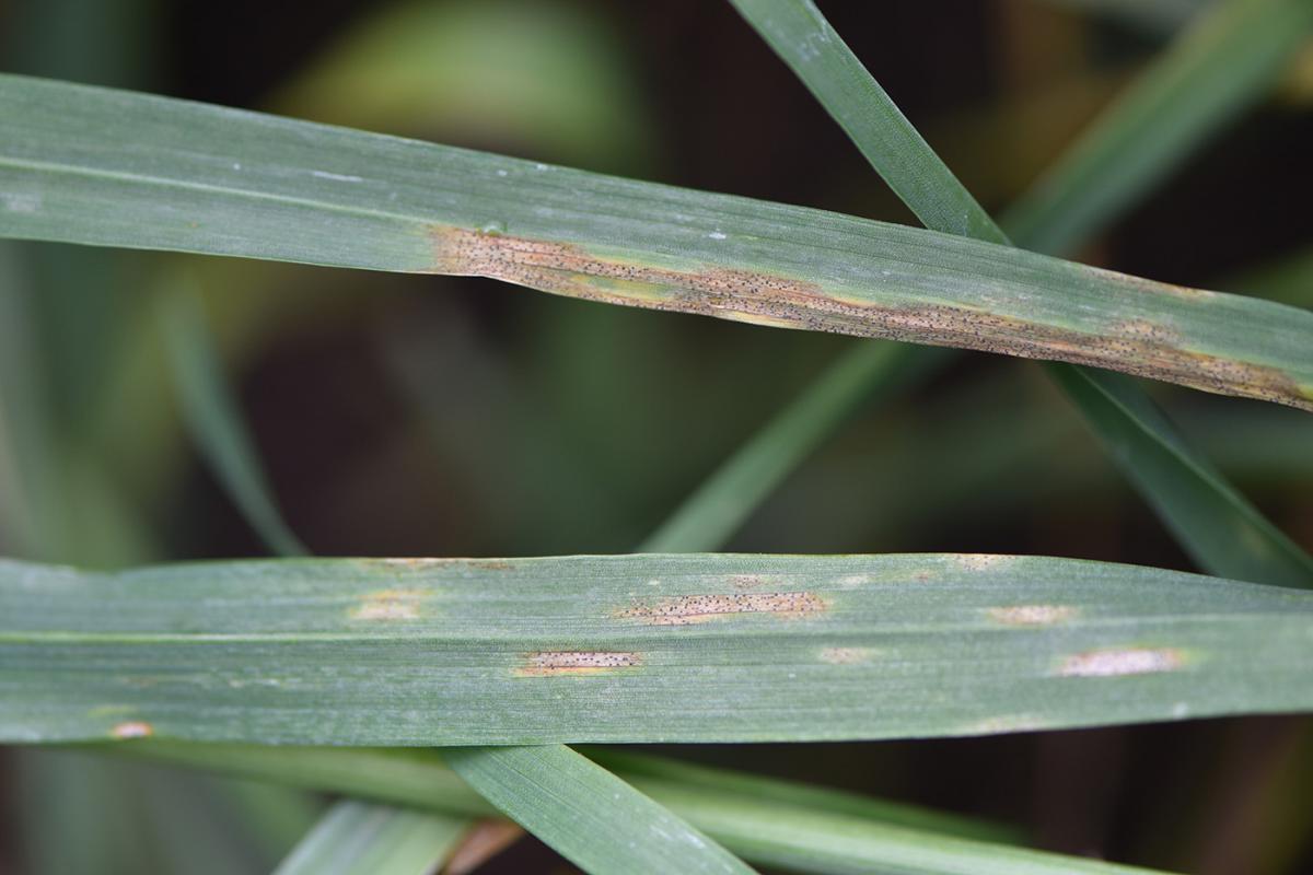 Septoria tritici blotch on wheat