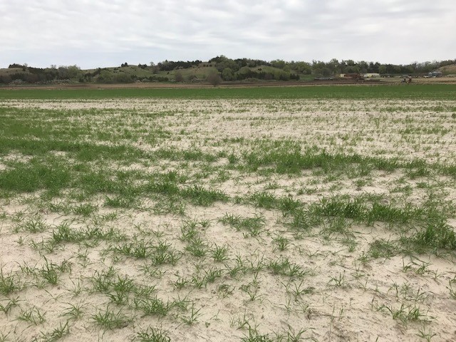 Figure 2. Sediment and sand deposit along the Cedar River in Nance County, significantly affecting the quality and stand of wheat. (Photo by Megan Taylor)