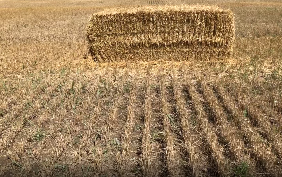 Managing Wheat Residue and Controlling Weeds | CropWatch | University ...