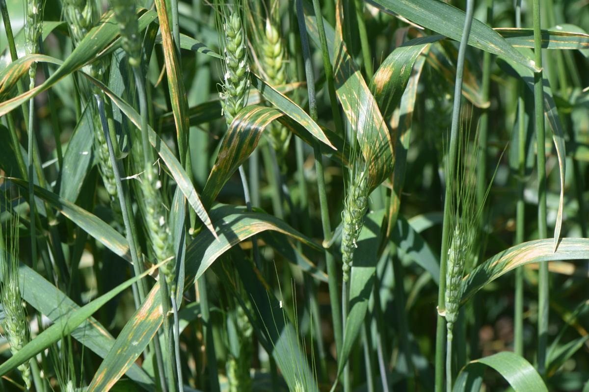 bacterial leaf streak in wheat