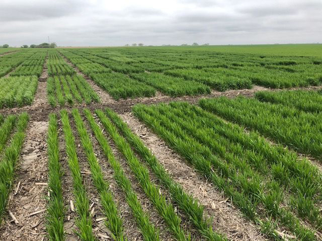 Jefferson County Wheat Variety Trial 2019