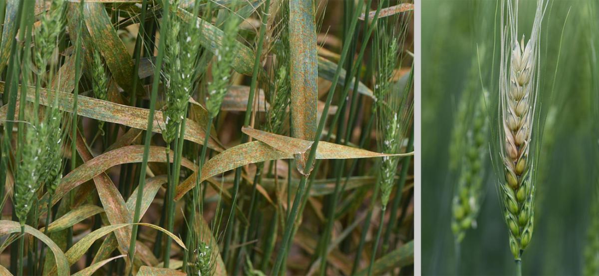 Bacterial leaf streak (left) and fusarium in wheat