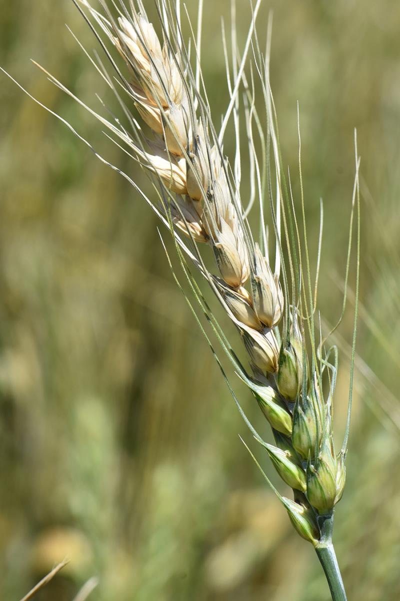 A head of wheat with fusarium head blight (scab)