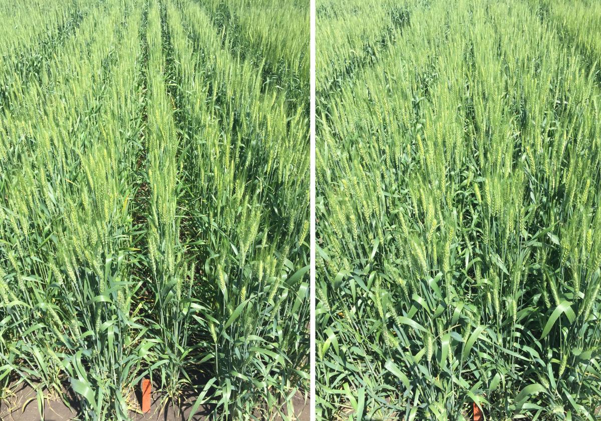 Results of two field nitrogen trials in wheat
