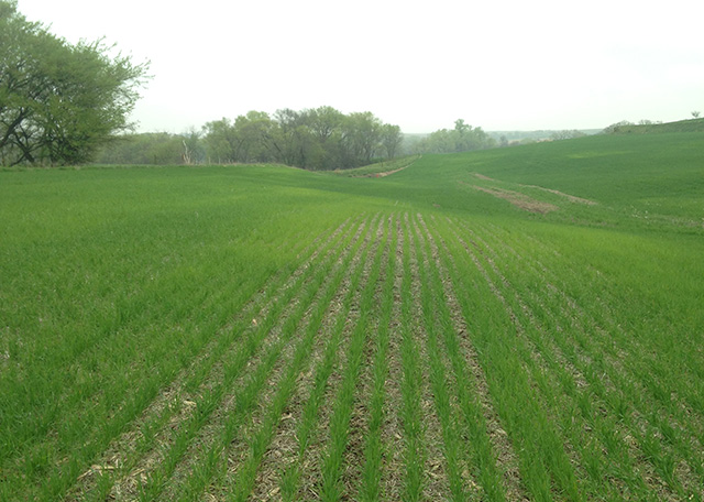 Wheat field exhibiting symptoms of sulfur deficiency
