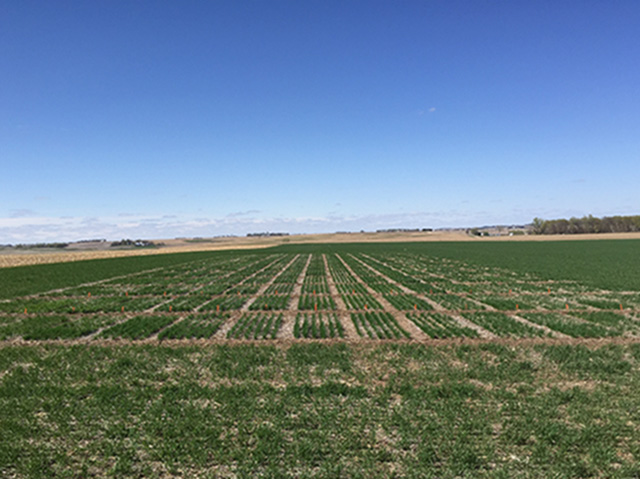 Figure 3. UNL winter wheat variety trial planted on Oct. 5 in Washington County. It is at the Feekes 4-5 stage or later tillerting on April 29.
