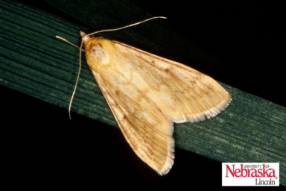 European Corn Borer moth