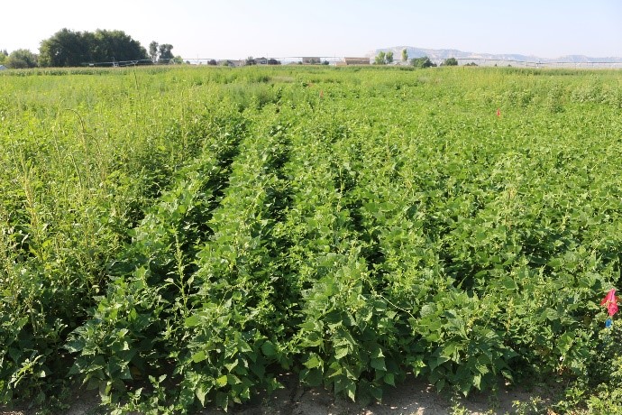 Two herbicide trials studying efficacy of controlling Palmer amaranth