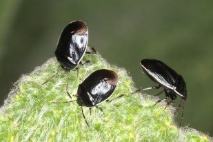 Burrower bugs