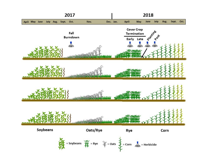 Figure illustrating various planting and termination dates in cover crop study