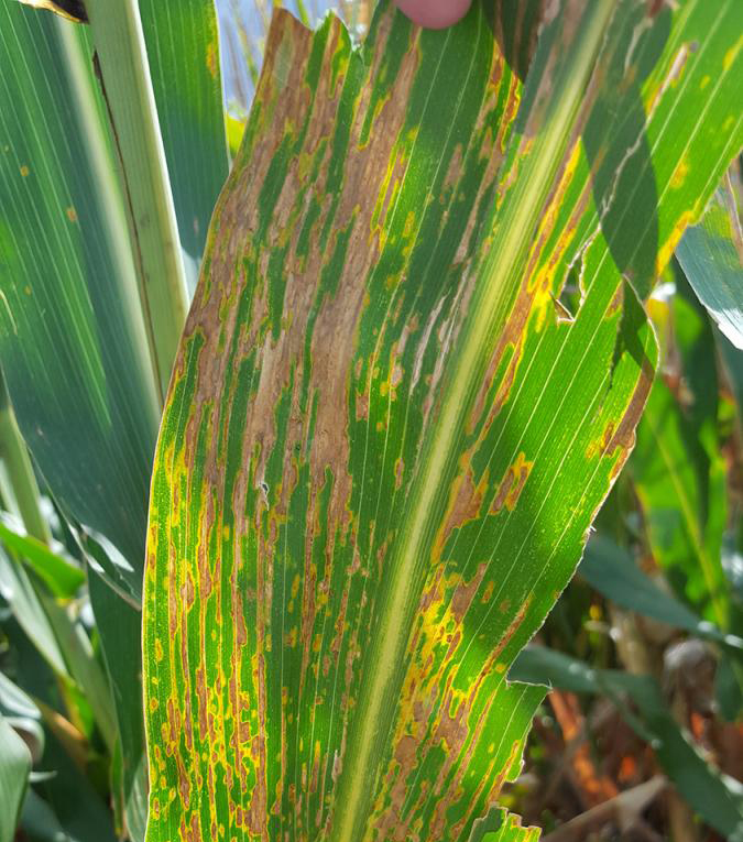 Bacterial leaf streak of corn