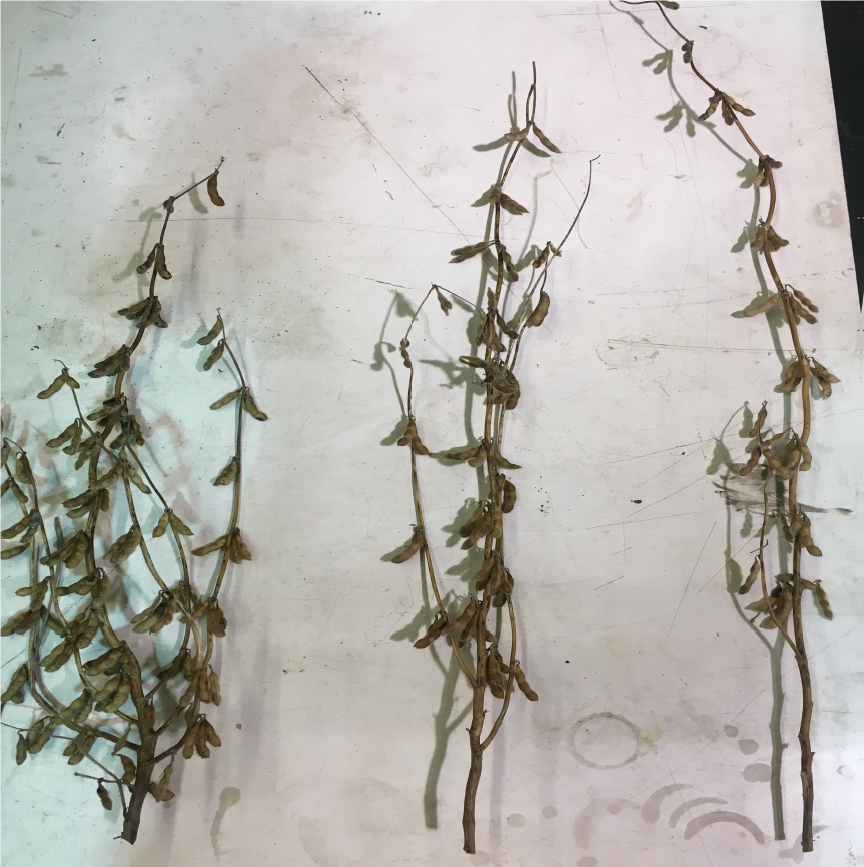 Figure 1. Soybean plant architecture responds to planting population. At lower seeding rates, soybean plants tend to be shorter, have thicker stems, and more branches (left). At higher seeding rates, soybean plants tend to be taller, have thinner stems, and fewer branches (right). (Photo by William Hamman)
