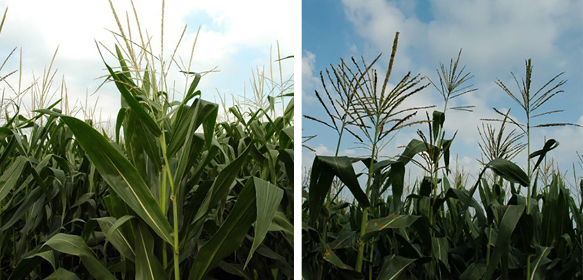 Comparison of older and new corn hybrids