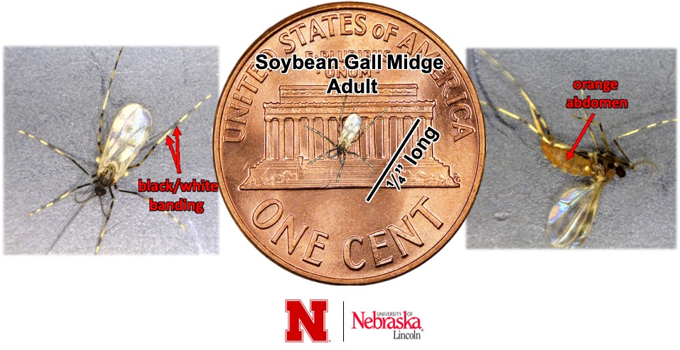soybean gall midge adult