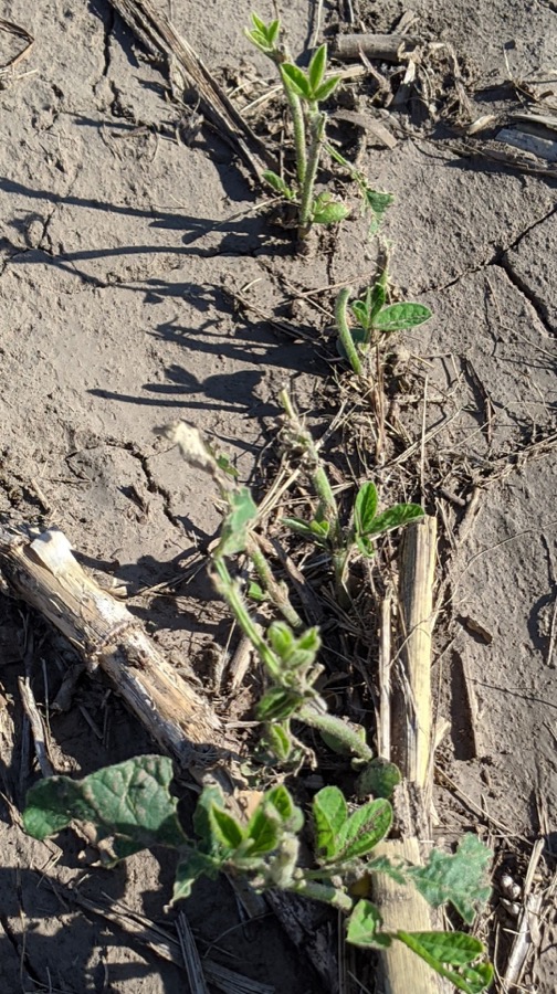 Hail damage to soybean at the V2 stage