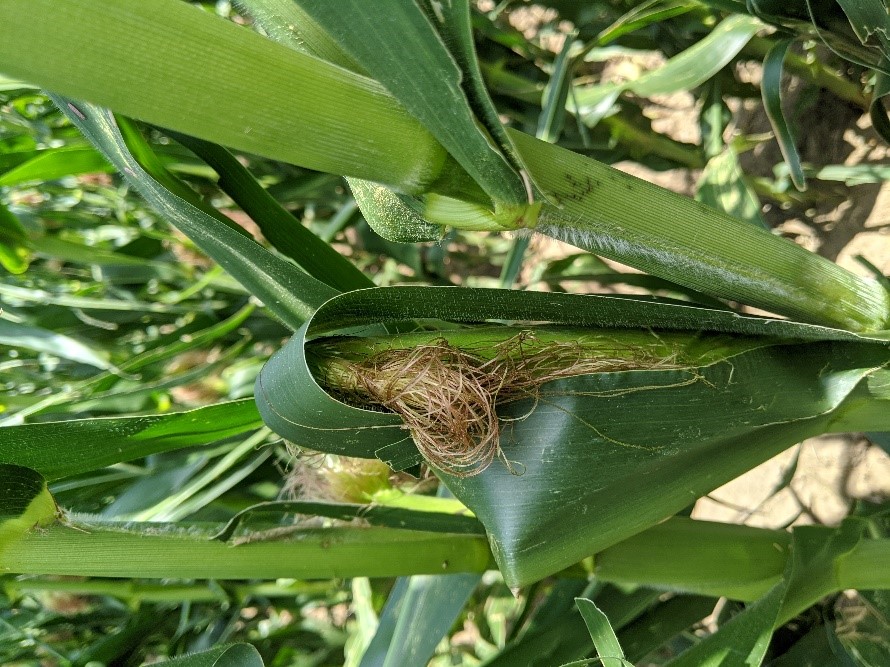 ear leaves bent and covering silks in wind-damaged fields.
