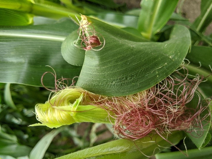 ear leaves bent and covering silks in wind-damaged fields.