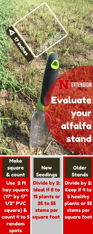 evaluating alfalfa infographic