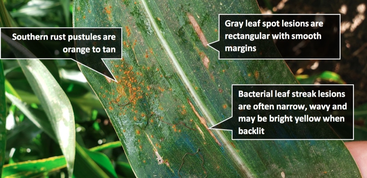 3 corn diseases on one leaf