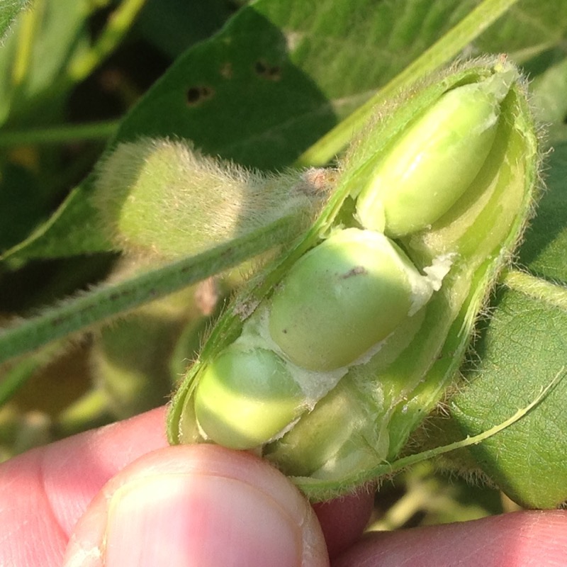 Extension Crop and Pest Reports (Aug. 24-28) | CropWatch | University ...