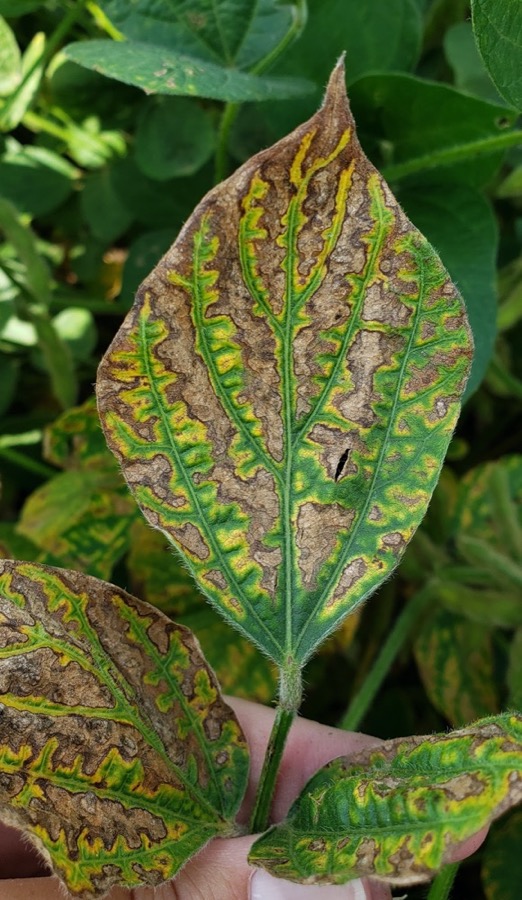 Leaf symptoms of sudden death syndrome of soybean