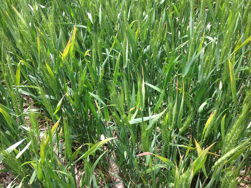 wheat showing signs of yellowing