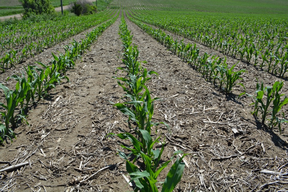 field corn in Howard county
