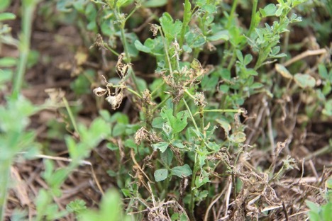 frost and alfalfa weevil damage