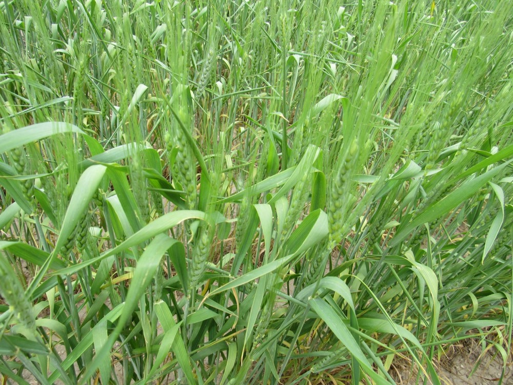 wheat field in Cheyenne County