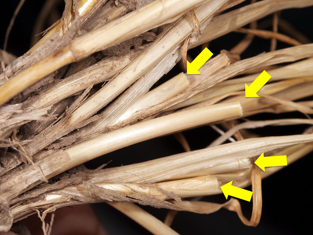 Wheat stubble with cut tillers