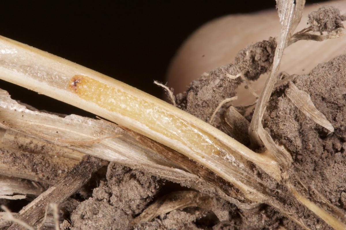 Overwintering sawfly larva