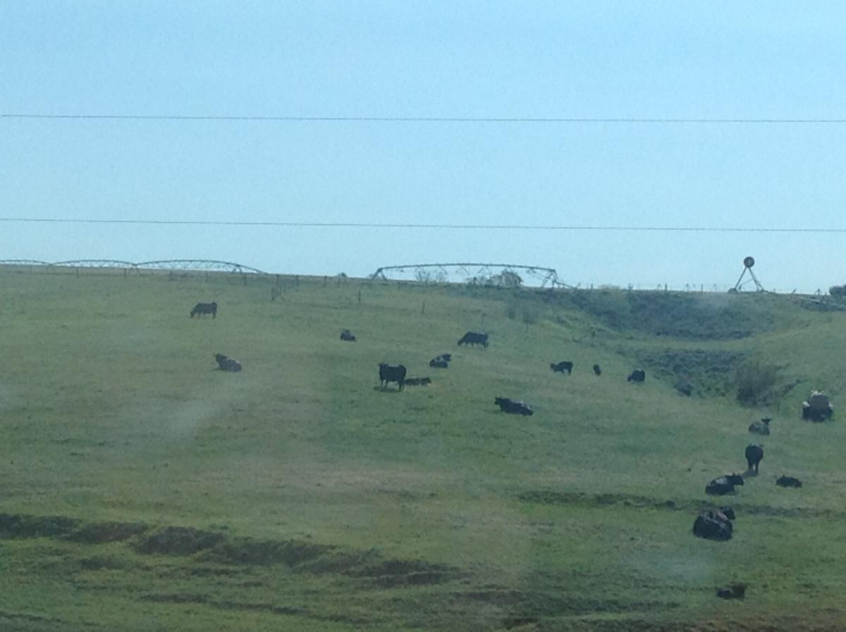 Cattle grazing pasture