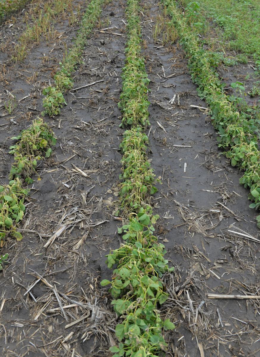 Soybeans with dicamba damage