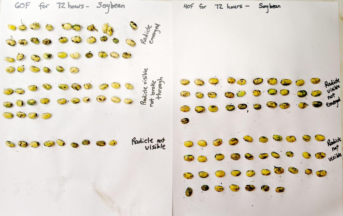 Soybean seed growth comparisons