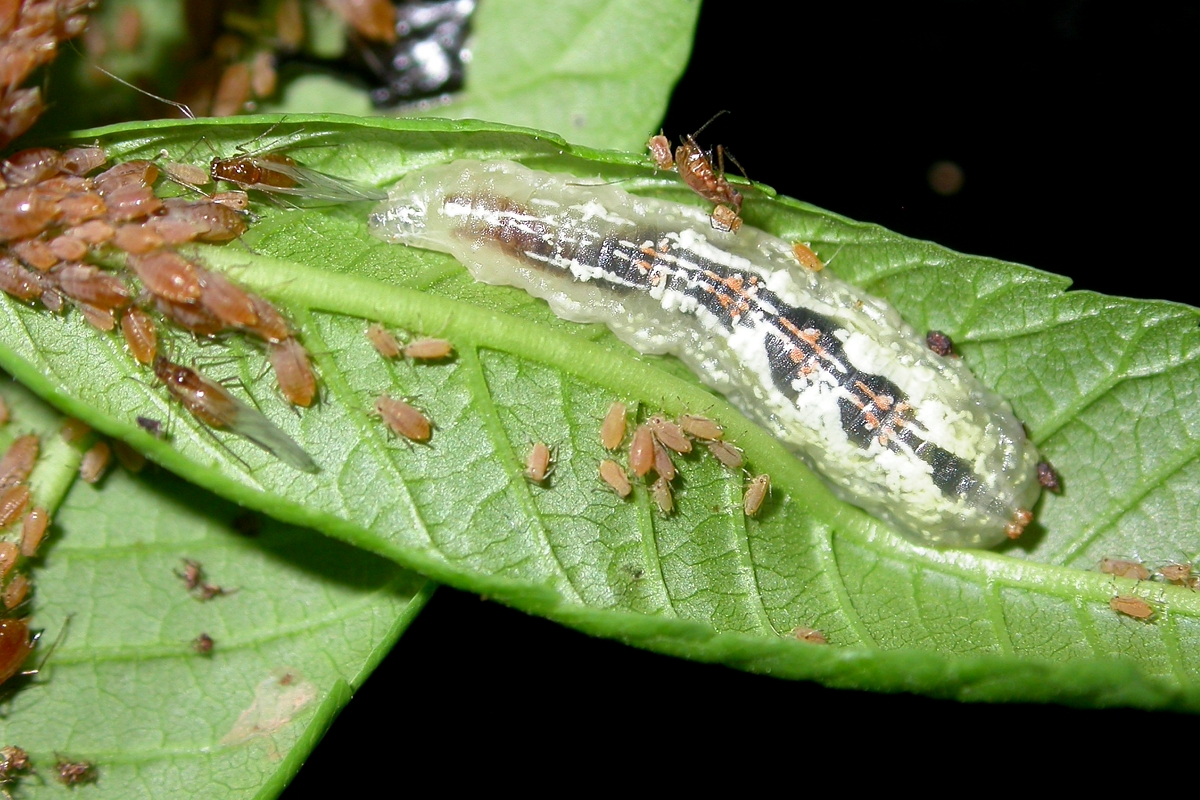 Syrphid (hover) fly larva