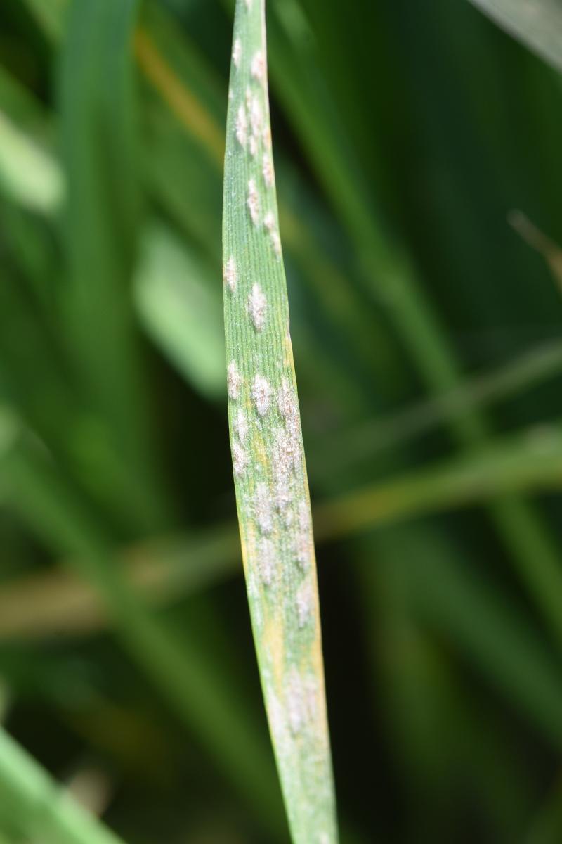 Powdery mildew on wheat leaf