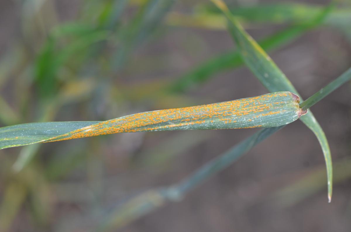Stripe rust on wheat leaf